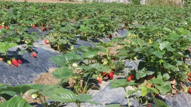 Organik üretimde çıta yükseldi