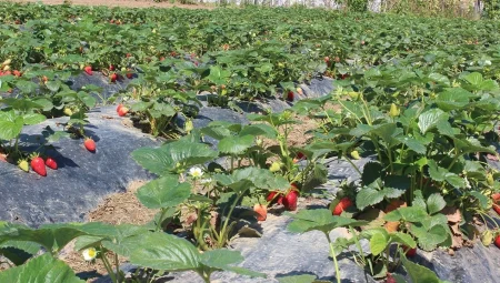 Organik üretimde çıta yükseldi